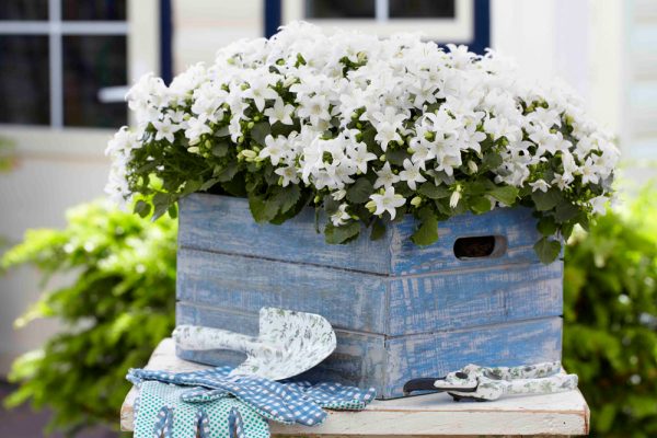 Campanula Spring Bell Flowers