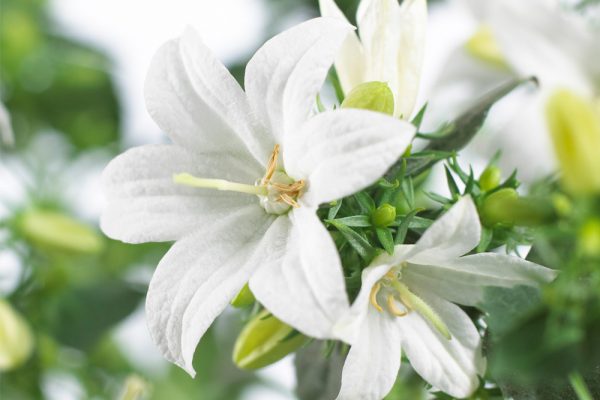 Campanula Spring Bell star