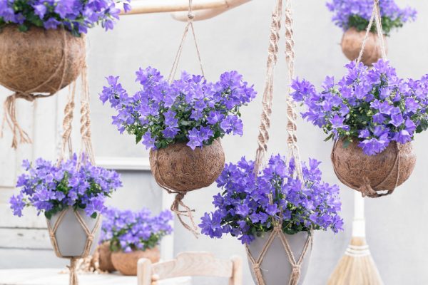 Campanula Spring Bell hanging basket