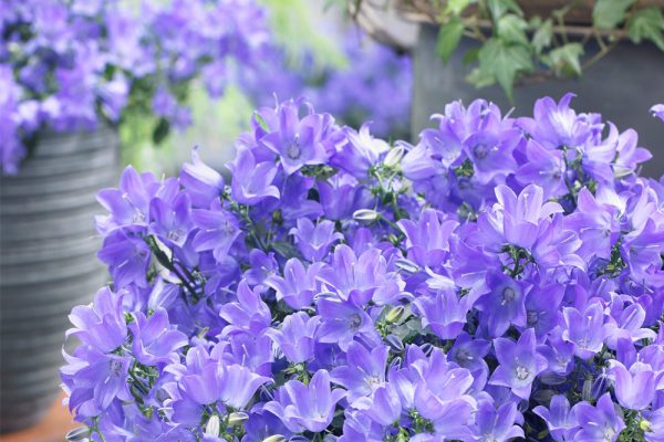 Campanula Spring Bell blue