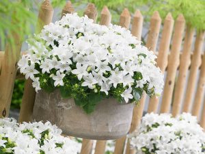 Campanula Spring Bell Flower