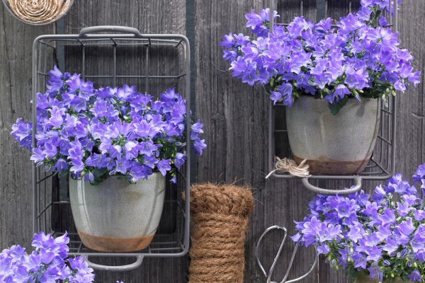 Campanula Spring Bell plant