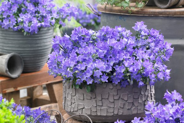 Campanula Spring Bell Blue