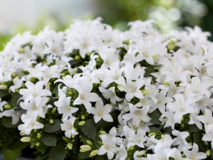 Campanula Spring Bell Flower