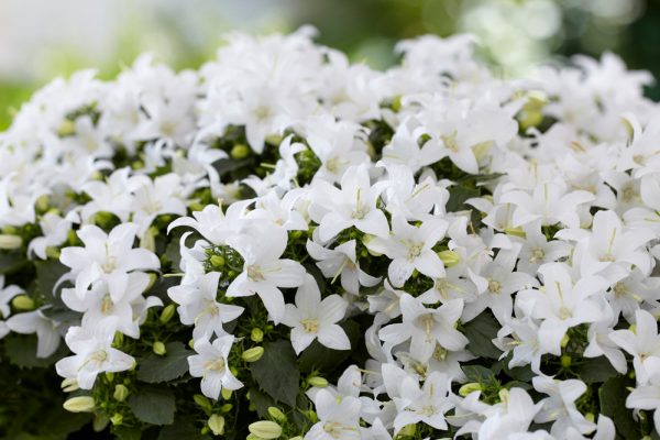 Campanula Spring Bell white