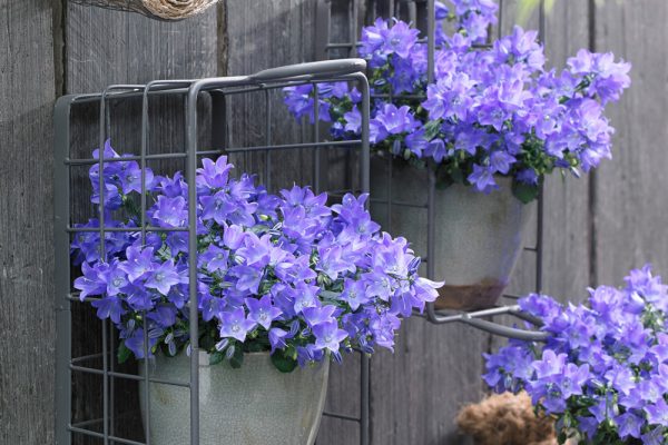 Campanula Spring Bell Deep blue