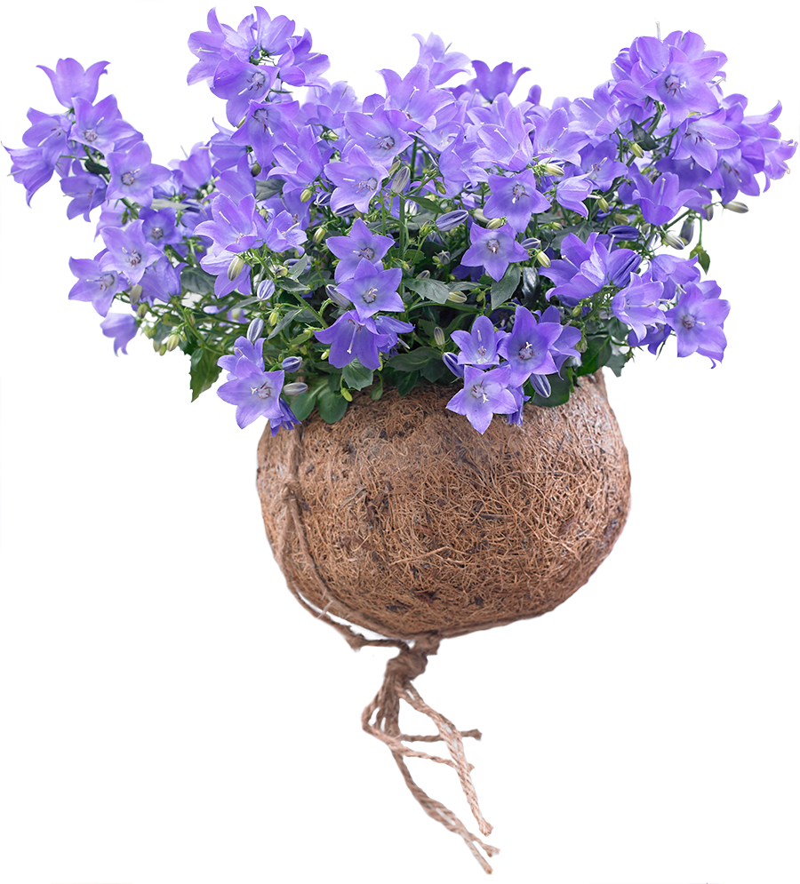 Spring Bell Campanula plant