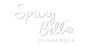 Campanula Spring Bell