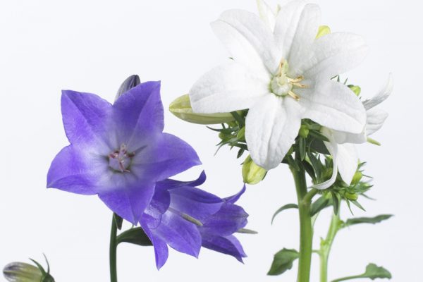 Campanula Spring Bell basket