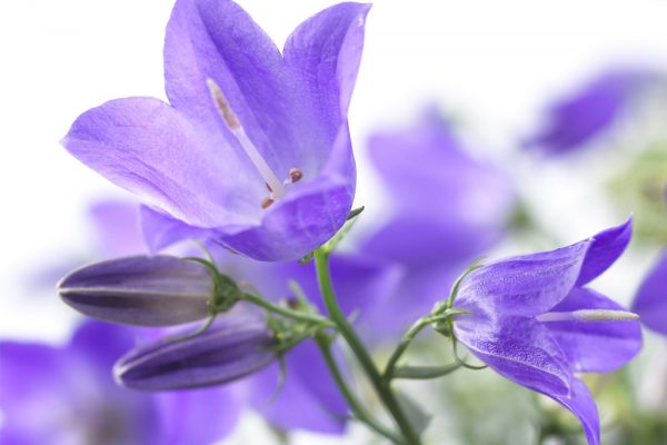 Campanula Spring Bell Flower