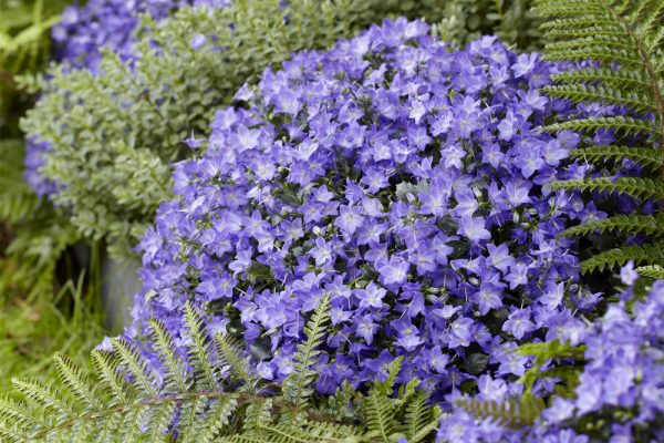 Campanula Spring Bell rising star